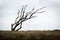 Isolated dead wind-bent tree on Sylt island Gemany