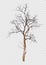 Isolated death tree on transperrent picture background