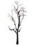 Isolated death tree on white background