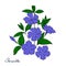 Isolated decorative element periwinkle bouquet. Blue flowers vinca.