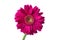 Isolated deep pink Gerbera with water drop on white background.Closed up flower with clipping path