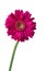 Isolated deep pink Gerbera with water drop on white background.Closed up flower with clipping path