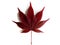 Isolated deep red maple leaf on white background