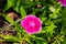 Isolated Dianthus Floral Lace, dianthus chinensis in a backyard garden