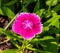 Isolated Dianthus Floral Lace, dianthus chinensis in a backyard garden