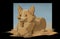 An isolated digital illustration of fantasy mythical sphinx corgi dog on a black background