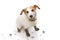 ISOLATED DIRTY AND GUILTY  JACK RUSSELL DOG, AFTER PLAY IN A MUD PUDDLE WITH PAW PRINTS  AGAINST  WHITE BACKGROUND. FROM ABOVE