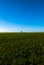 Isolated, distant tree seen in a large field during winter.