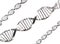 Isolated DNA Strands