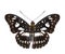 Isolated dorsal view of Black-veined sergeant butterfly & x28; Athyma