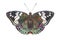 Isolated dorsal view of Common Gaudy Baron butterfly Euthalia