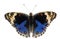 Isolated dorsal view of male blue pansy butterfly Junonia orit