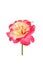 Isolated Double Delight Hybrid Tea Rose