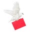 Isolated dove carrying large red envelope