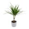 Isolated Dracena