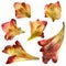 Isolated dried gladiolus leaves