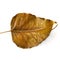 Isolated dried leaf