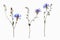 Isolated dried out cornflower blossoms with forget-me-not flower stem