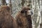 Isolated Dromedar Camel sitting near Bedouin Oasis