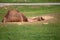 Isolated dromedary is resting on the grass