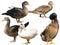 Isolated ducks different breeds