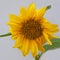 Isolated dwarf sunflower plant