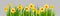 Isolated Easter blossom banner with daffodils