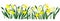 Isolated Easter blossom banner with daffodils.