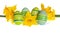 Isolated Easter Eggs and Yellow Daffodil Flowers in a Row
