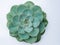 An isolated Echeveria plant