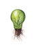 Isolated eco light bulb with leaf and branches inside and roots -energy concept-