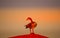 An isolated Egyptian goose perched on a building in urban area in South Africa