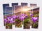 Isolated eight frames collage of picture of blooming crocuses in the spring mountains