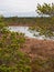 Isolated Elegance: Tree Among Frozen Lakes in the Autumn Swamp