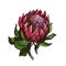 Isolated  element  wild flower in watercolor Protea