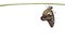 Isolated emerged Common jay butterfly Graphium doson hanging on twig with clipping path