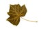 Isolated english ivy, hedera helix leaf on white background