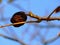 isolated English walnut in selective focus on fall twig.