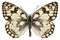 Isolated Esper\'s Marbled White butterfly