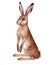 Isolated European hare