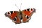 Isolated European Peacock butterfly (Inachis io)