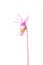 Isolated Fairy Slipper on White