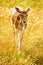 An isolated fallow deer in sunset,