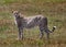 Isolated Femal Cheetah standing on the African Plains