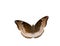 Isolated female of Mango Baron butterfly & x28; Euthalia aconthea gar
