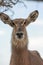 An isolated Female Waterbuck close eup