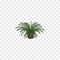 Isolated Fern Isometric. Plant Vector Element Can Be Used For Fern, Plant, Pot Design Concept.