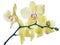 Isolated fine lemon yellow orchids on branch