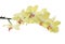 Isolated fine lemon yellow orchids isolated branch