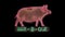 Isolated Flashing Neon BBQ Pig